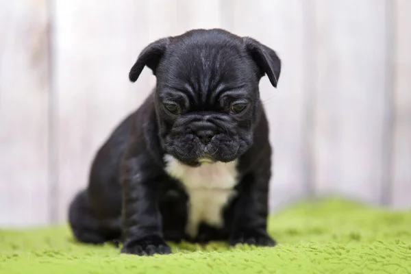 Cachorrinho Bulldog Francês Bonito — Fotografia de Stock