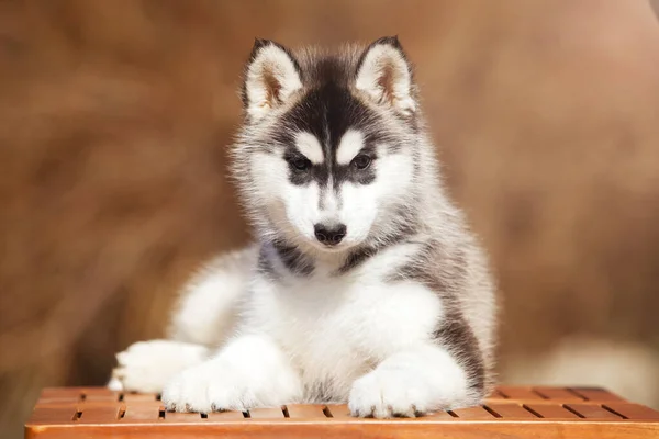 シベリアハスキー子犬屋外 — ストック写真