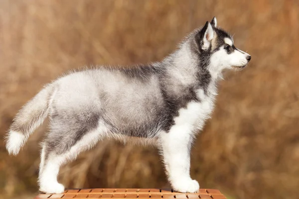 Sibirya Husky Köpeği Dışarıda — Stok fotoğraf