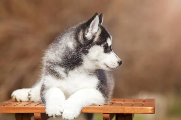 Chiot Husky Sibérie Extérieur — Photo