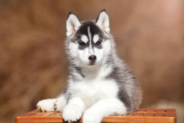 Cachorrinho Husky Siberiano Livre — Fotografia de Stock