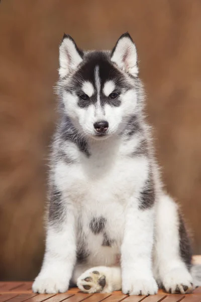 Siperian Husky Pentu Ulkona — kuvapankkivalokuva