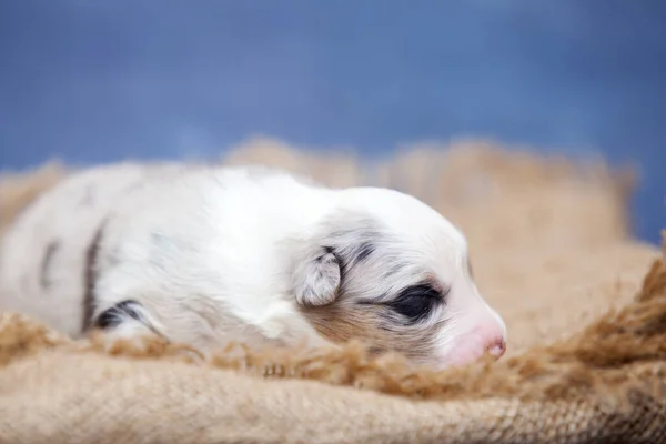 Little Cute Australian Shepherd Puppy — Stock Photo, Image