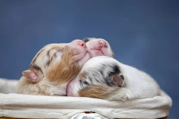 Pastor Australiano Lindos Cachorritos —  Fotos de Stock