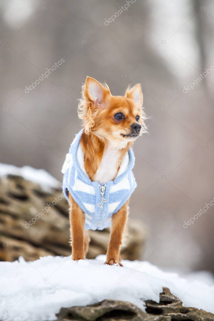 haired chihuahua in winter park
