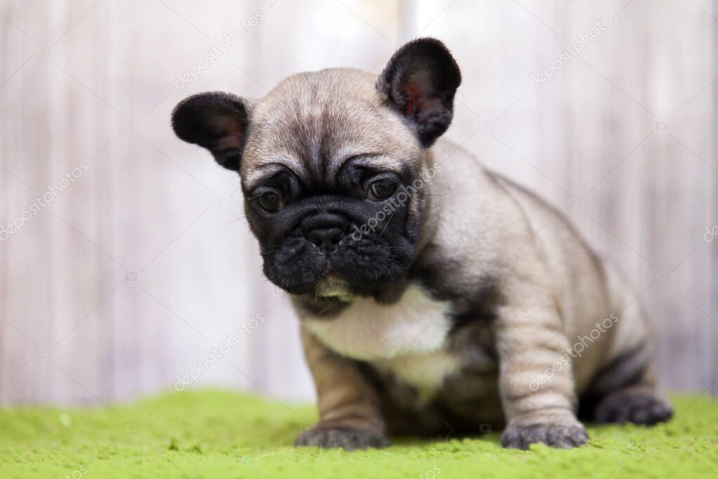 Cute French Bulldog puppy 