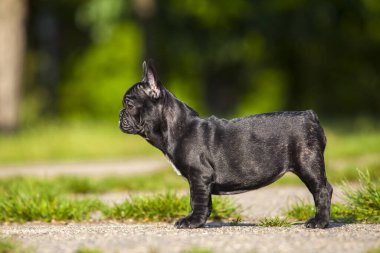 Tatlı Fransız Bulldog köpek yavrusu.