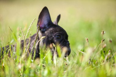 Tatlı Fransız Bulldog köpek yavrusu.