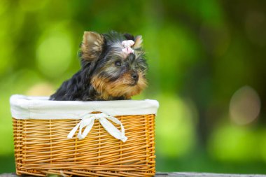 Yorkshire Terrier köpeğini kapatın.