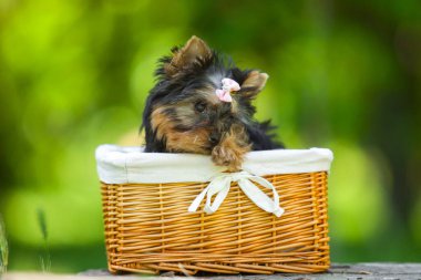 Yorkshire Terrier köpeğini kapatın.