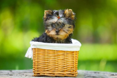 Yorkshire Terrier köpeğini kapatın.