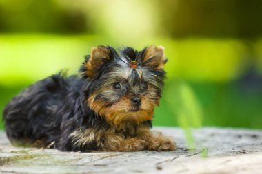 Yorkshire Terrier köpeğini kapatın.