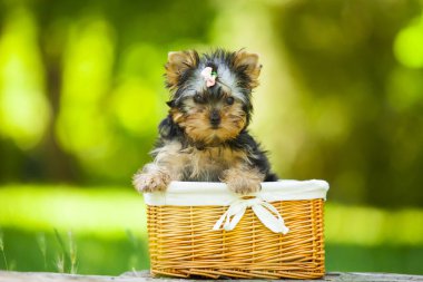 Yorkshire Terrier köpeğini kapatın.
