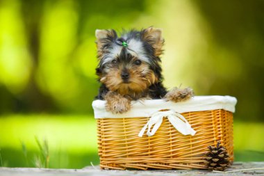 Yorkshire Terrier köpeğini kapatın.