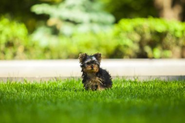 Yorkshire Teriyerini kapatın.
