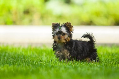 Yorkshire Teriyerini kapatın.