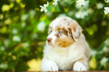 Amerikan çoban köpeği yaz parkında