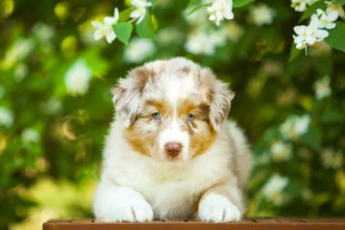 Amerikan çoban köpeği yaz parkında