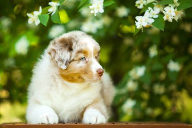 Amerikan çoban köpeği yaz parkında