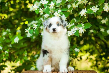 Amerikan çoban köpeği yaz parkında