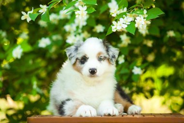 Amerikan çoban köpeği yaz parkında