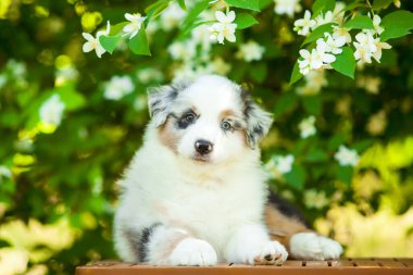 Amerikan çoban köpeği yaz parkında