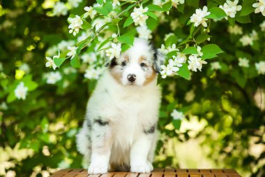 Amerikan çoban köpeği yaz parkında