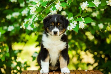 Güzel Avustralya çoban köpeğinin açık hava portresi. Çiçek açan ağaca karşı.