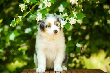 Güzel Avustralya çoban köpeğinin açık hava portresi. Çiçek açan ağaca karşı.