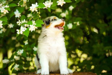 Güzel Avustralya çoban köpeğinin açık hava portresi. Çiçek açan ağaca karşı.