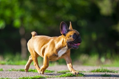 Bulanık arka planda Fransız bulldog 'u