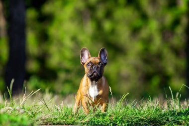 Bulanık arka planda Fransız bulldog 'u