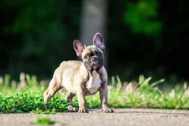 Tatlı Fransız Bulldog köpek yavrusu.