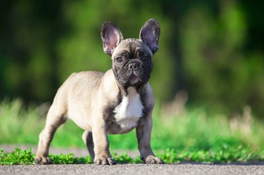 Tatlı Fransız Bulldog köpek yavrusu.