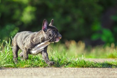 Tatlı Fransız Bulldog köpek yavrusu.