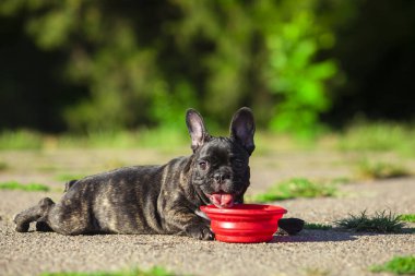 Tatlı Fransız Bulldog köpek yavrusu.