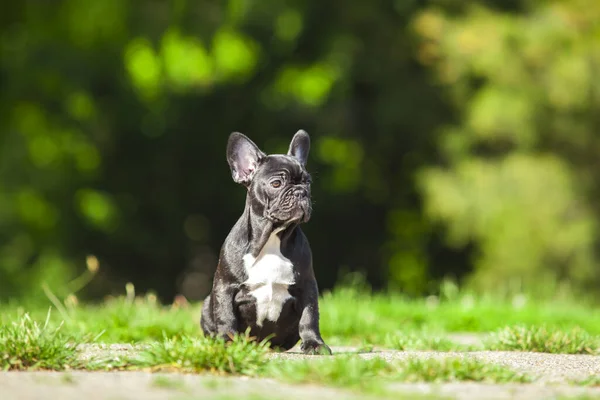 Carino Francese Bulldog Cucciolo All Aperto — Foto Stock