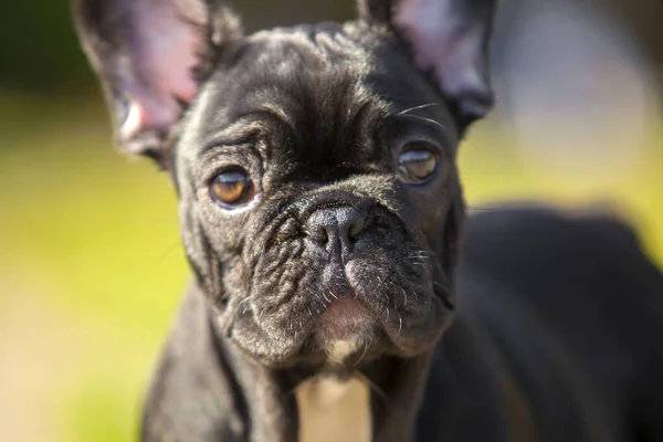 Söpö Ranskalainen Bulldog Pentu Ulkona — kuvapankkivalokuva