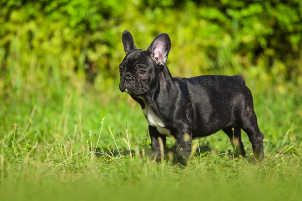 Bonito Cachorro Bulldog Francês Livre — Fotografia de Stock