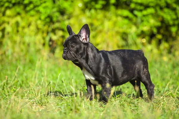 Cute Francuski Bulldog Szczeniak Odkryty — Zdjęcie stockowe