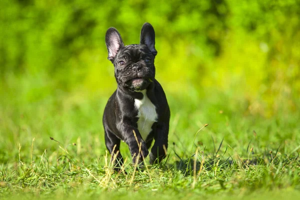 Lindo Francés Bulldog Cachorro Aire Libre —  Fotos de Stock