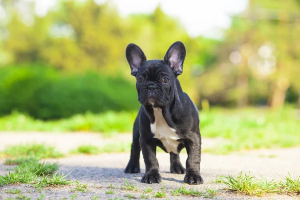 Aranyos Francia Bulldog Kiskutya Szabadban — Stock Fotó