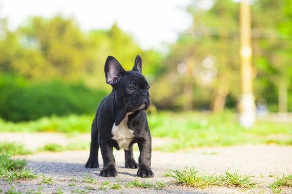 Draguta Franceză Bulldog Catelus Aer Liber — Fotografie, imagine de stoc