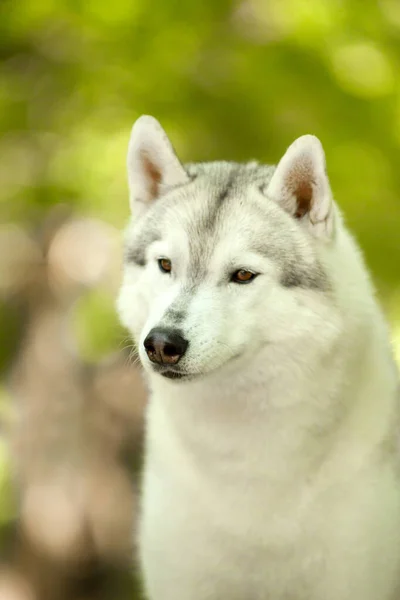 Rozkošný Sibiřský Husky Pes Venku — Stock fotografie