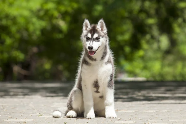 Imádnivaló Szibériai Husky Kutya Szabadban — Stock Fotó