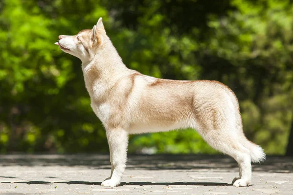 Tapılası Sibirya Köpeği Açık Havada — Stok fotoğraf