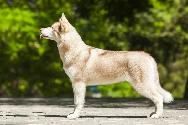 Adorable Perro Husky Siberiano Aire Libre —  Fotos de Stock