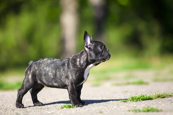 Cute Francuski Bulldog Szczeniak Odkryty — Zdjęcie stockowe