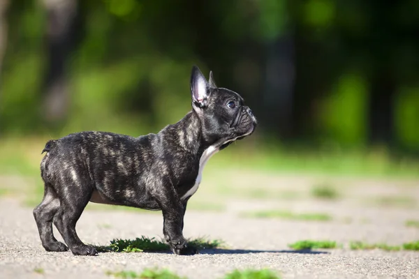 Lindo Francés Bulldog Cachorro Aire Libre —  Fotos de Stock