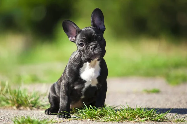 Bonito Cachorro Bulldog Francês Livre — Fotografia de Stock